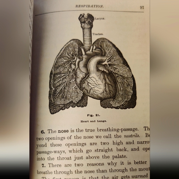 Antique -Primer of Physiology & Hygiene, W T Smith, 1885, 1st Edition Book. - Picture 8 of 15